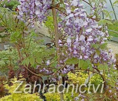 vistárie - Wisteria sinensis 'Caroline' (syn. Amethyst )
