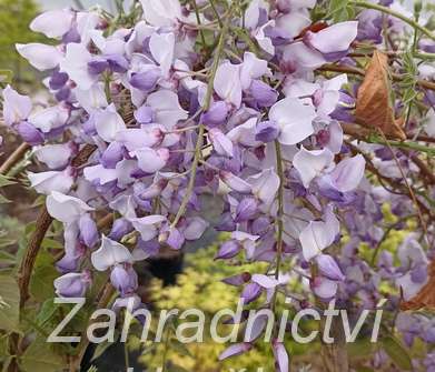 vistárie - Wisteria sinensis 'Caroline' (syn. Amethyst )