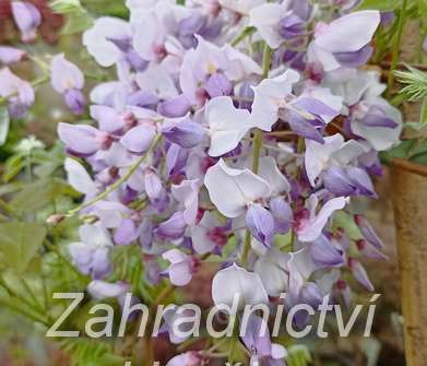 vistárie - Wisteria sinensis 'Caroline' (syn. Amethyst )