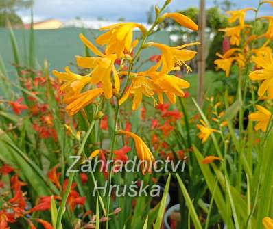 Crocosmia George Davidson