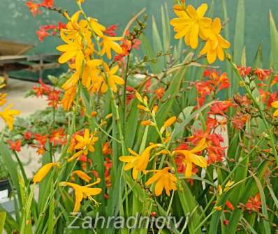 Crocosmia George Davidson