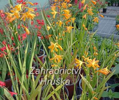 Crocosmia George Davidson