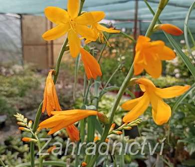 Crocosmia George Davidson