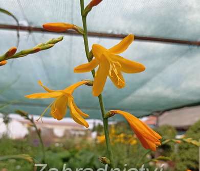 Crocosmia George Davidson