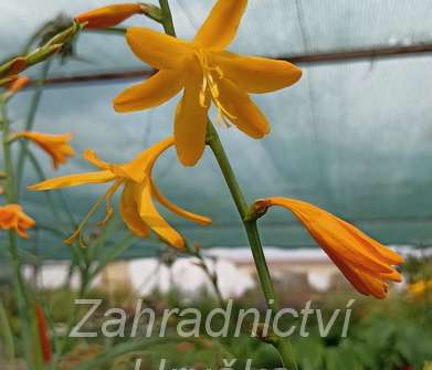 Crocosmia George Davidson