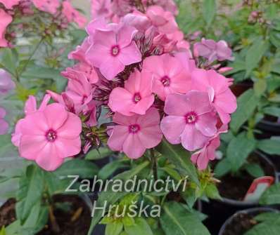 Phlox paniculata Sweet Summer Compact Rose