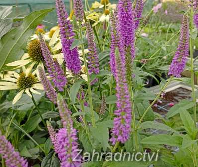 Veronica longifolia First Match