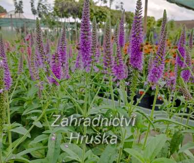 Veronica longifolia First Match