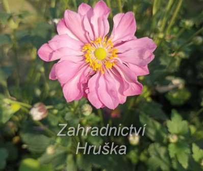 Anemone hupehensis Alando Rose