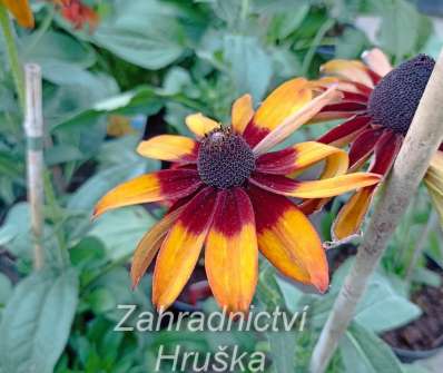 Rudbeckia hirta Autumn Colours