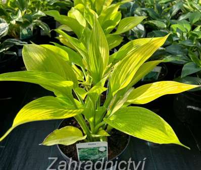 bohyška - Hosta 'Age of Gold'