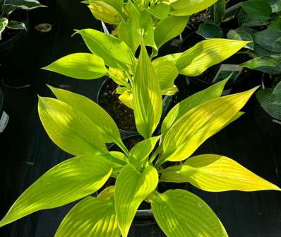 bohyška - Hosta 'Age of Gold'