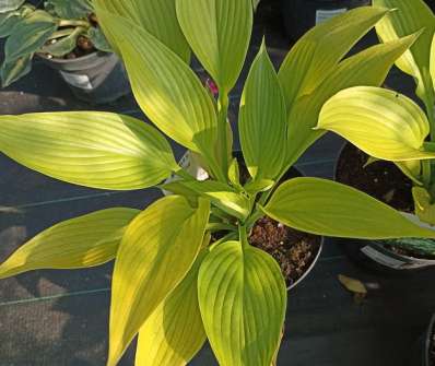bohyška - Hosta 'Age of Gold'