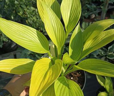 bohyška - Hosta 'Age of Gold'