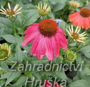 Echinacea Lakota Red