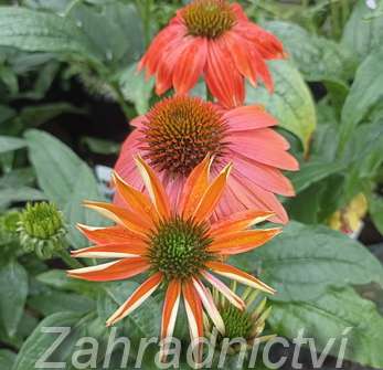 Echinacea Lakota Red