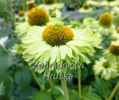 Echinacea SunSeekers Apple Green