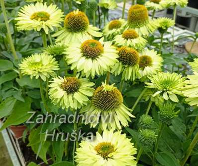 Echinacea SunSeekers Apple Green