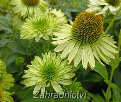 Echinacea SunSeekers Apple Green