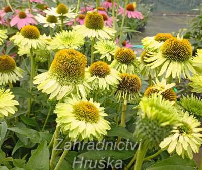 Echinacea SunSeekers Apple Green