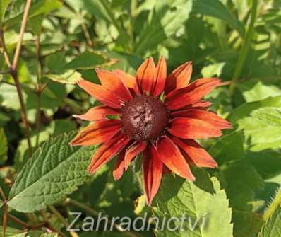 Rudbeckia hirta Cherry Brandy