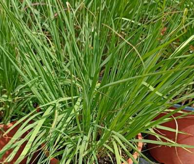 bezkolenec - Molinia careuela 'Heidebraut'