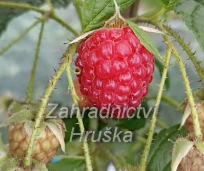 Maliník Autumn Bllis