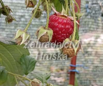 Maliník Autumn Bllis