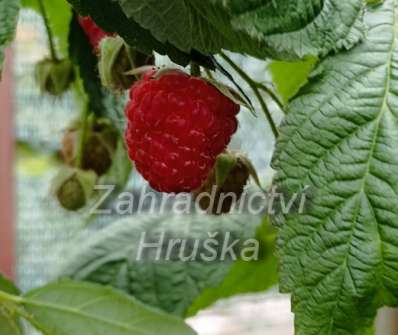 Maliník Autumn Bllis