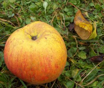 Jabloň Boskoopské červené