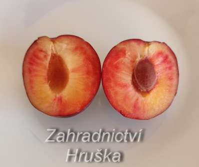 Kříženec švestka Globus