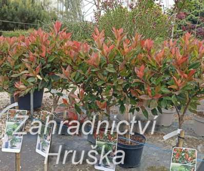blýskavka - Photinia fraseri 'Chico'