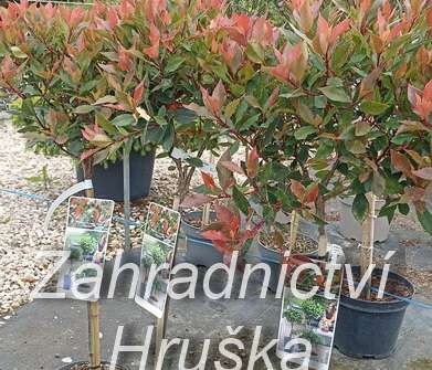 blýskavka - Photinia fraseri 'Chico'