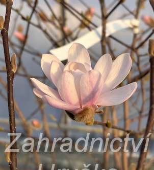šácholan - Magnolia stellata 'Waterlily'