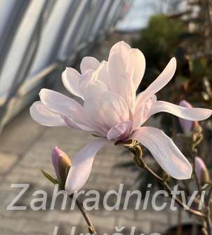 šácholan - Magnolia stellata 'Waterlily'