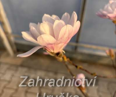 šácholan - Magnolia stellata 'Waterlily'
