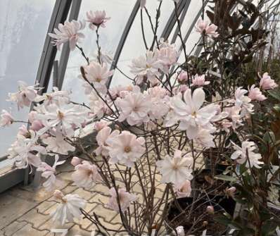 šácholan - Magnolia stellata 'Waterlily'