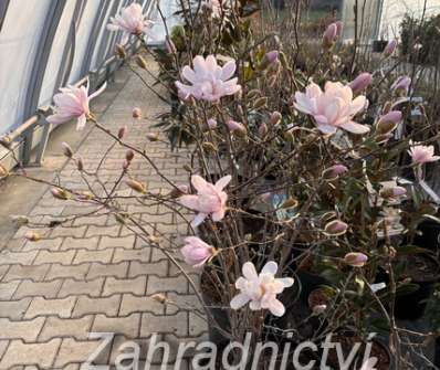 šácholan - Magnolia stellata 'Waterlily'