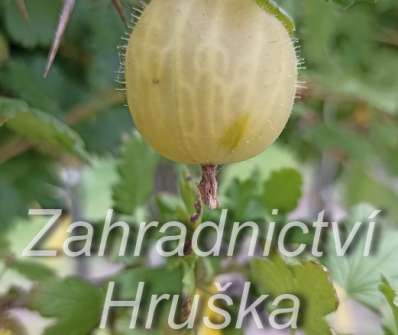 Angrešt Zebín