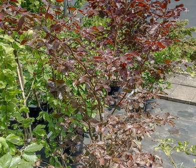 buk - Fagus sylvatica 'Atropurpurea'
