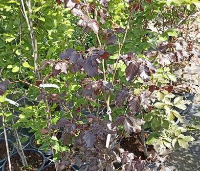 buk - Fagus sylvatica 'Atropurpurea'