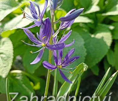 Camassia quamash