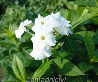Phlox paniculata Adessa White