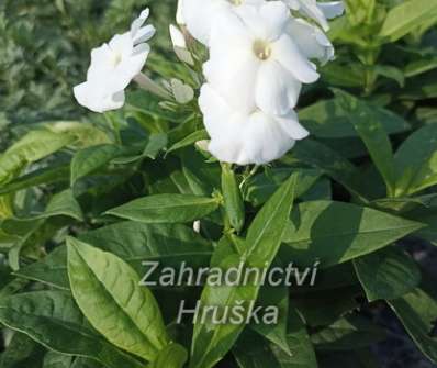 Phlox paniculata Adessa White