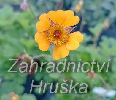 Geum heldreichii Georgensberg