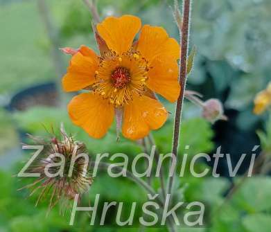 Geum heldreichii Georgensberg