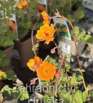 Geum heldreichii Georgensberg