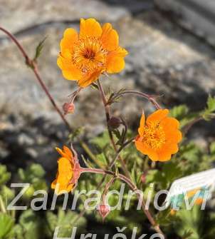 Geum heldreichii Georgensberg