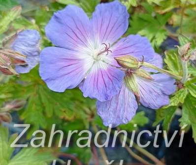 Geranium himalayense  Johnsons Blue