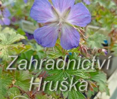 Geranium himalayense  Johnsons Blue